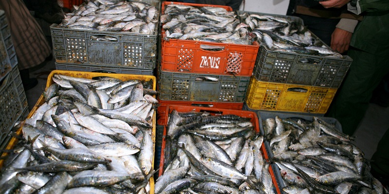 Pêche: le Maroc, 1er exportateur de la sardine en conserve