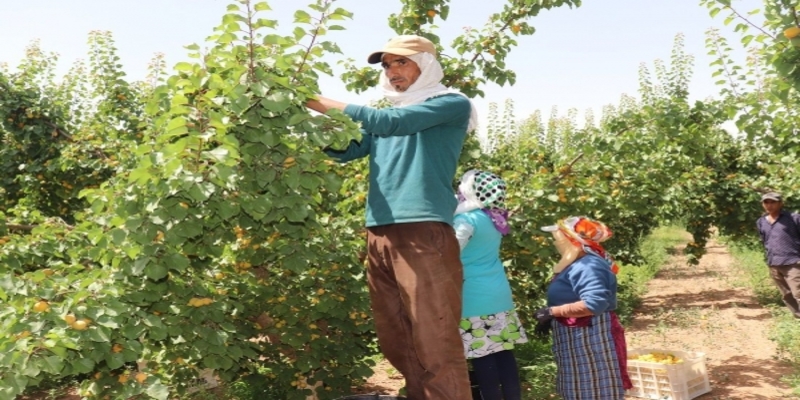 4 000 nouveaux travailleurs marocains pour la campagne agricole de Huelva