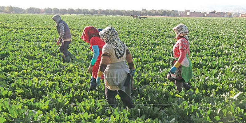 Travail des enfants : l'agriculture, premier secteur concerné