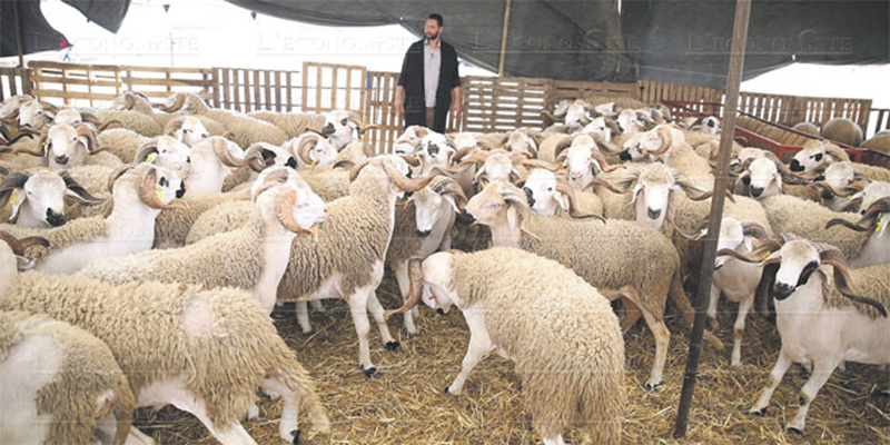 Aïd Al-Adha : Tous les chiffres sur l'offre en ovins et caprins