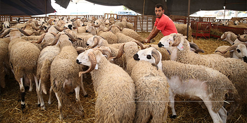 Viandes rouges : 41% de la consommation annuelle des ménages provient de l'Aïd Al-Adha