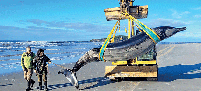 La baleine la plus rare au monde échoue sur une plage
