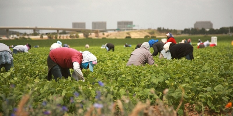 Agriculture : L'Italie cherche 40.000 saisonniers non européens