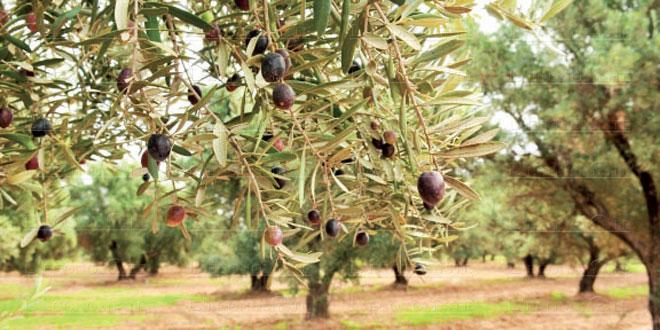 Oléiculture: la production toujours en baisse