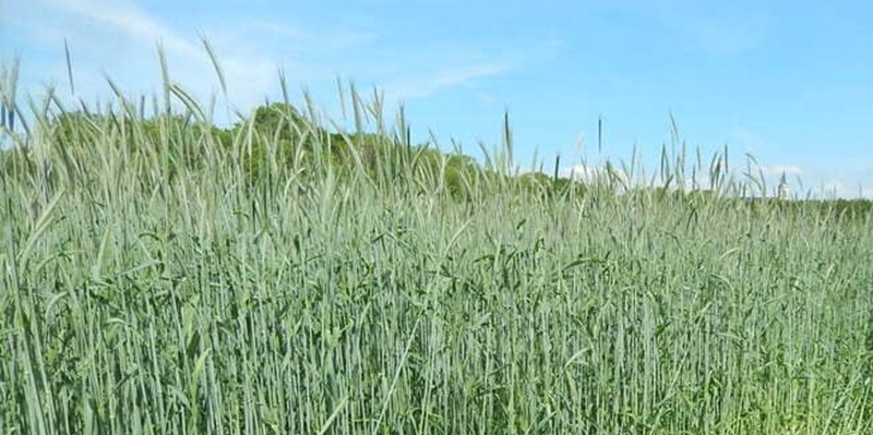 Le Maroc interrompt ses importations de céréales fourragères en provenance d'Allemagne