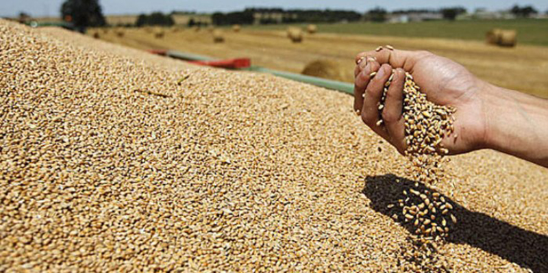 Céréales : les importations augmentent 