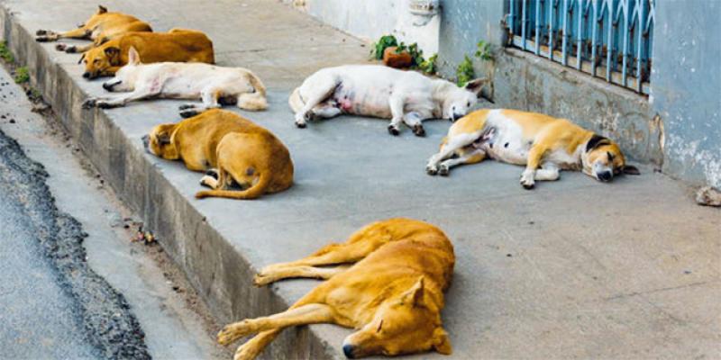 Chiens errants : Comment le Maroc s’organise pour lutter contre le phénomène