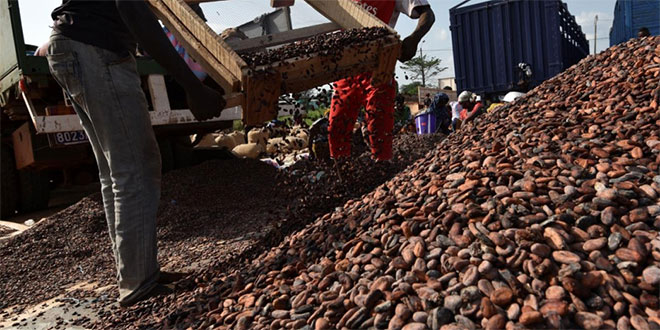 Côte d’Ivoire: Des syndicats des producteurs alertent l’État sur le trafic de cacao à l’Ouest