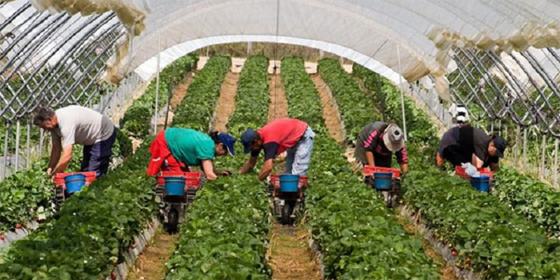 Récolte des fruits rouges à Huelva : des inquiétudes sur l'arrivée des saisonnières marocaines