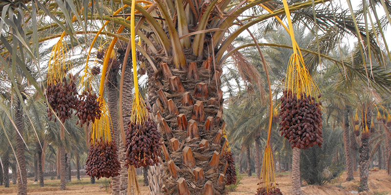 Ramadan 2025 : Les producteurs de dattes tunisiennes veulent prioriser le marché marocain