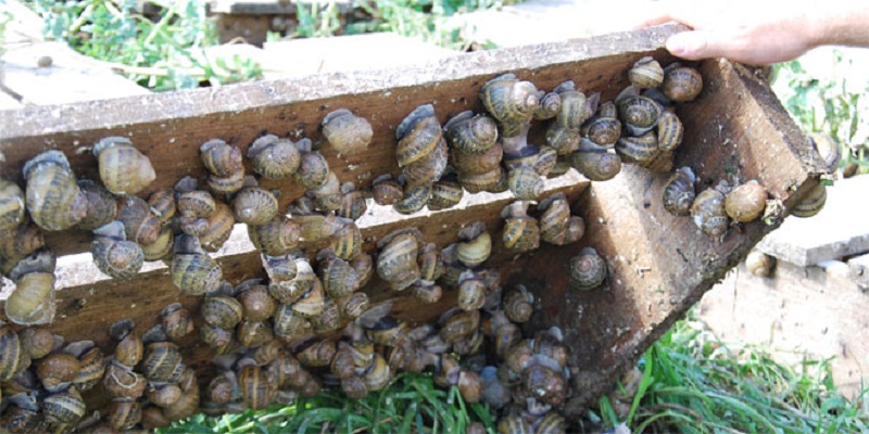 Héliciculture : L'UCA, l'AIHM et le CAIAC s'allient