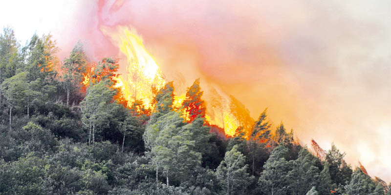 Taza : l'incendie de la forêt de Maghraoua maîtrisé