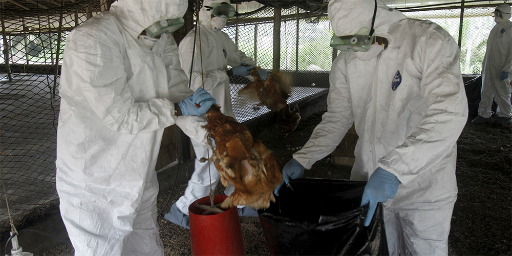 France : Face à la grippe aviaire, un risque porté à son plus haut niveau