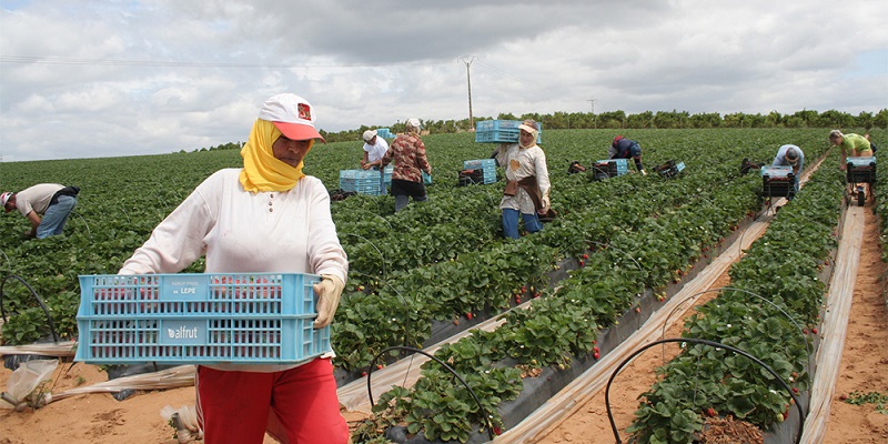 93% des saisonnières marocaines à Huelva pour la récolte des fruits rouges