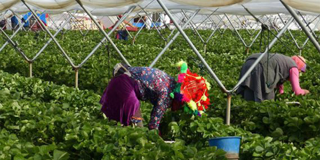 Huelva: 12.000 saisonnières marocaines pour la campagne agricole 2020/2021