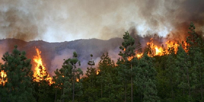 Incendie de la forêt de Maghraoua : 750 ha détruits