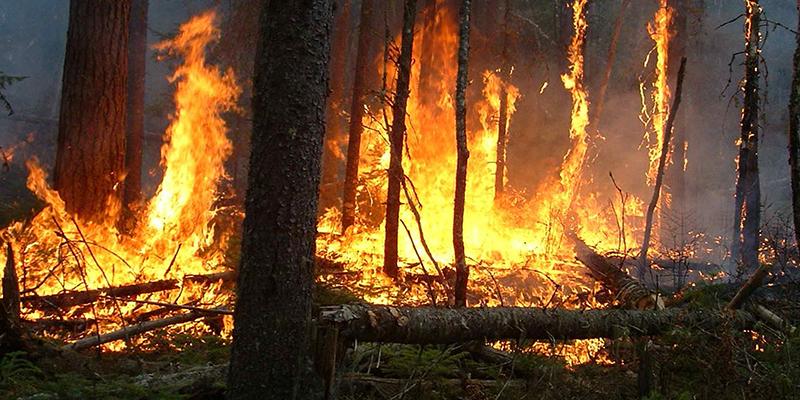 Taza : la mobilisation se poursuit pour circonscrire l'incendie dans la forêt Maghraoua