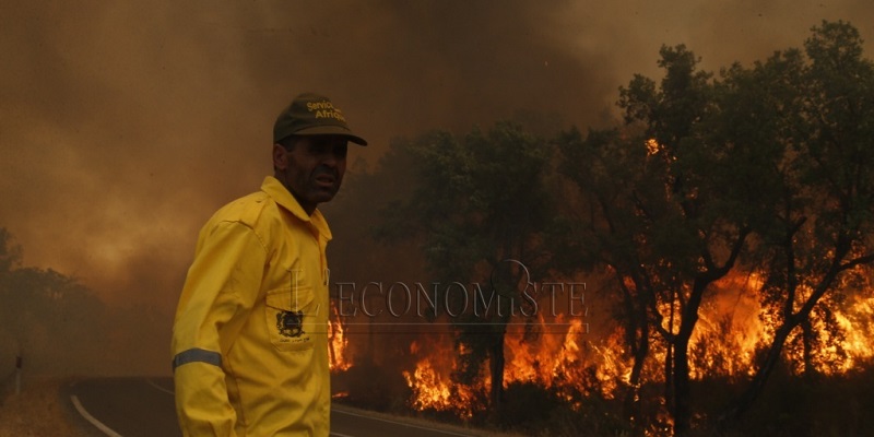 ANEF : 200 millions de DH pour lutter contre les incendies de forêts