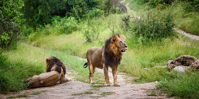 Zimbabwe: Un garçon retrouvé vivant après cinq jours dans un parc truffé de lions