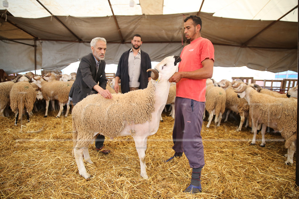 Aïd Al-Adha: Vérifiez si le mouton a une boucle d'oreille ...