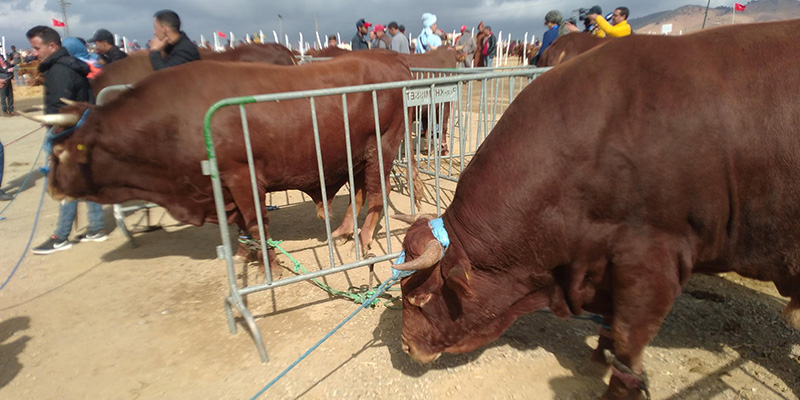 80 millions de DH pour la sauvegarde et le développement de la race bovine « blonde d’Oulmès Zaer »