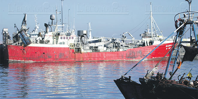 Pêche: baisse des débarquements au Port de Laâyoune