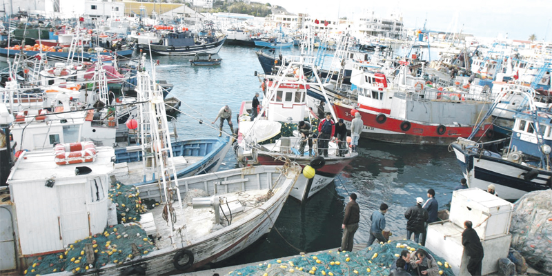 Port de M'diq: Baisse des débarquements de pêche à fin novembre