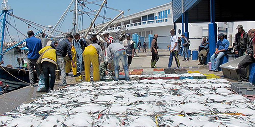 Pêche: Repli des débarquements