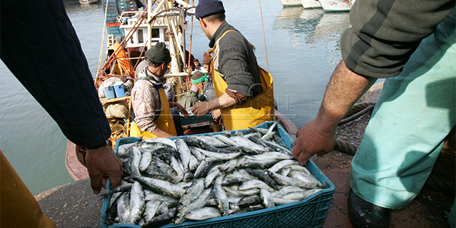 Pêche: les débarquements du Port de Sidi Ifni en hausse 