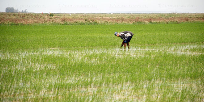 Sale Temps Pour La Riziculture L Economiste