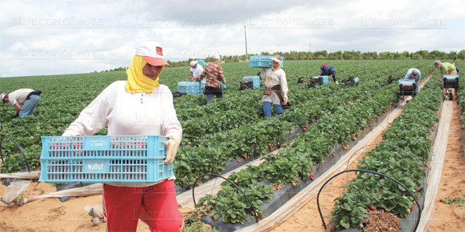 Huelva: 12.700 saisonnières marocaines attendues pour la cueillette des fruits rouges