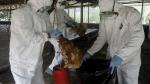 Grippe aviaire H5N2 : Premier décès humain confirmé par l'OMS