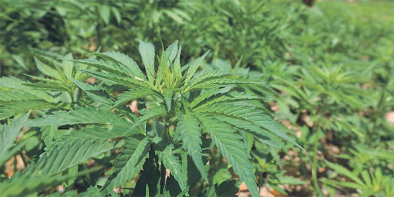 Usages licites du cannabis: Le décret d’application au BO