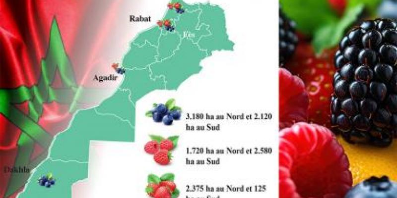 Filière des fruits rouges: Comment le made in Morocco sera-t-il consolidé?