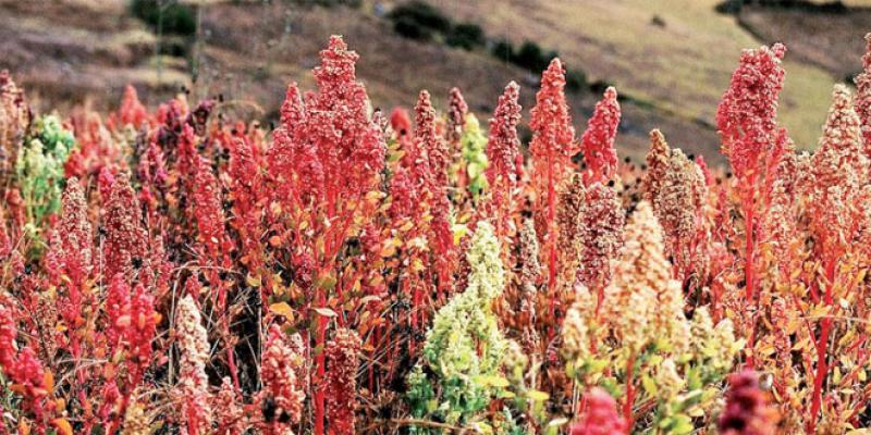Agriculture: Le quinoa s’implante à Rhamna et Youssoufia