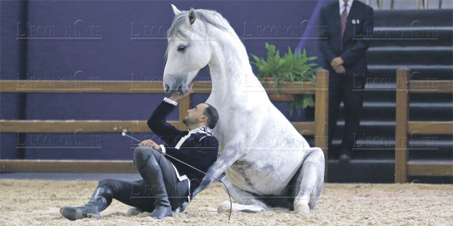 Salon Du Cheval D El Jadida Une Grande Passion Equestre L