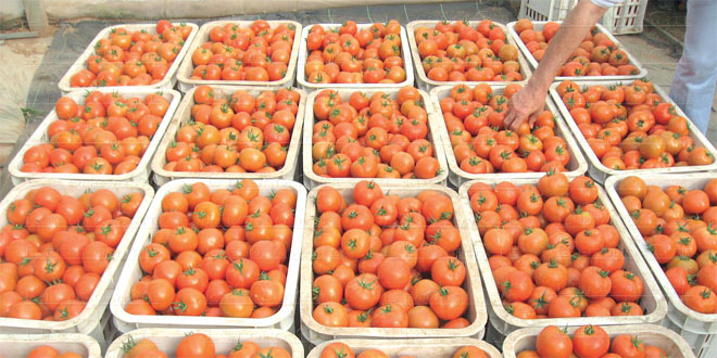 Moroccan tomatoes: How are we positioned in the global market?