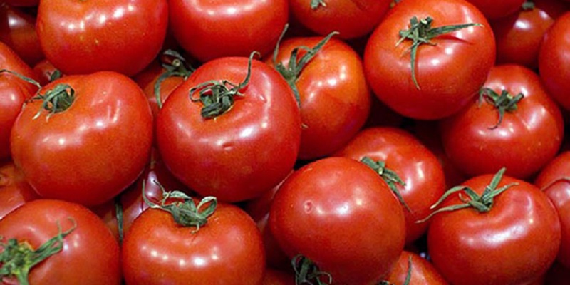 Tomates : Forte hausse des exportations marocaines vers l'UE