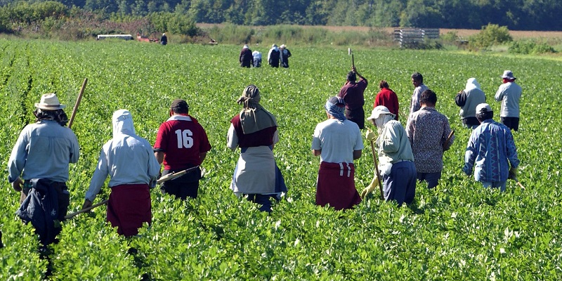 Agriculture : Londres promet 45.000 visas saisonniers